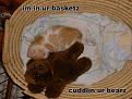 Click image for larger version

Name:	basketbear.jpg
Views:	194
Size:	61.6 KB
ID:	397050