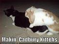 Click image for larger version

Name:	funny-pictures-cadbury-kittens.jpg
Views:	191
Size:	26.8 KB
ID:	397056