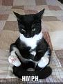 Click image for larger version

Name:	funny-pictures-crosslegged-cat.jpg
Views:	191
Size:	41.7 KB
ID:	397058