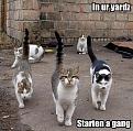 Click image for larger version

Name:	in-ur-yardz-starten-a-gang.jpg
Views:	188
Size:	54.5 KB
ID:	397067