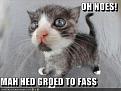 Click image for larger version

Name:	lolcat-funny-picture-my-head-grew-too-fast.jpg
Views:	186
Size:	34.4 KB
ID:	397073