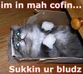 Click image for larger version

Name:	lolcatsdotcomr3o77mmg9xmhpl4n.jpg
Views:	186
Size:	146.7 KB
ID:	397076