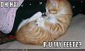 Click image for larger version

Name:	lolcats-funny-picture-my-feet.jpg
Views:	201
Size:	25.3 KB
ID:	397078