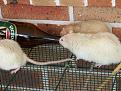 Click image for larger version

Name:	rats drinking beer.jpg
Views:	149
Size:	1.24 MB
ID:	398128